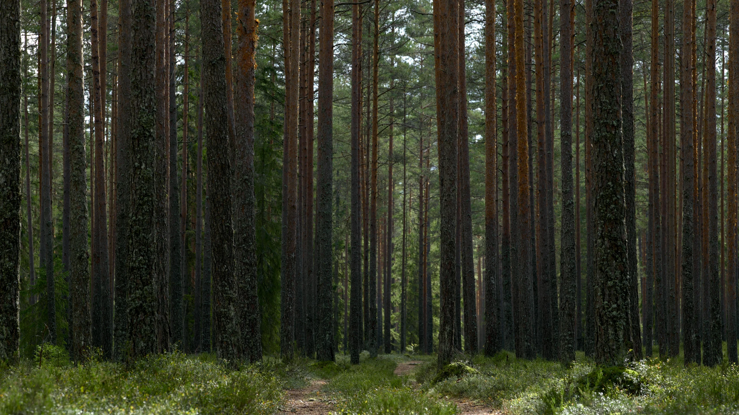 a dirt path in the middle of tall green trees