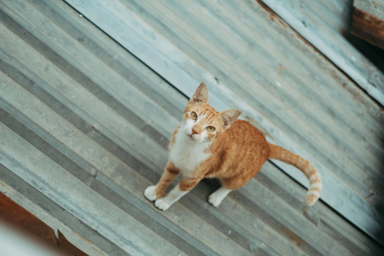 a cat walking around in front of a fence