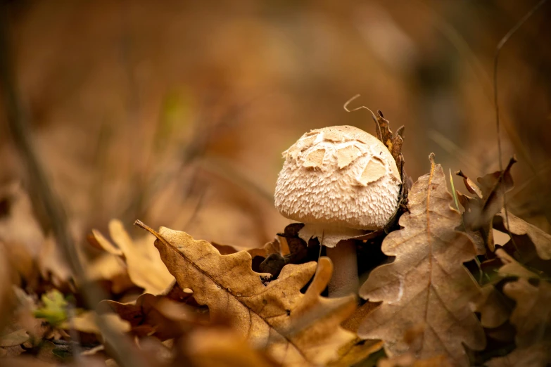 the white mushroom has brown leaves on it