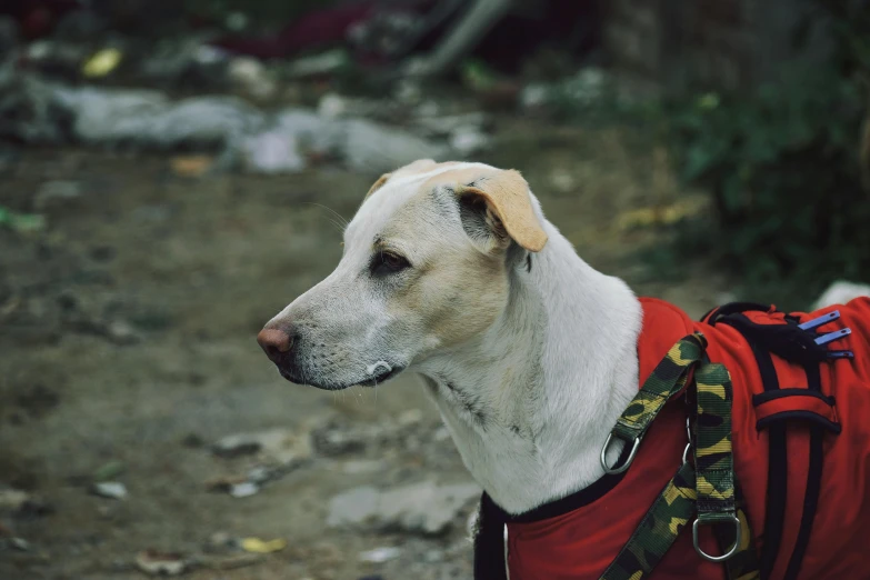 dog with white spots in red vest and backpack