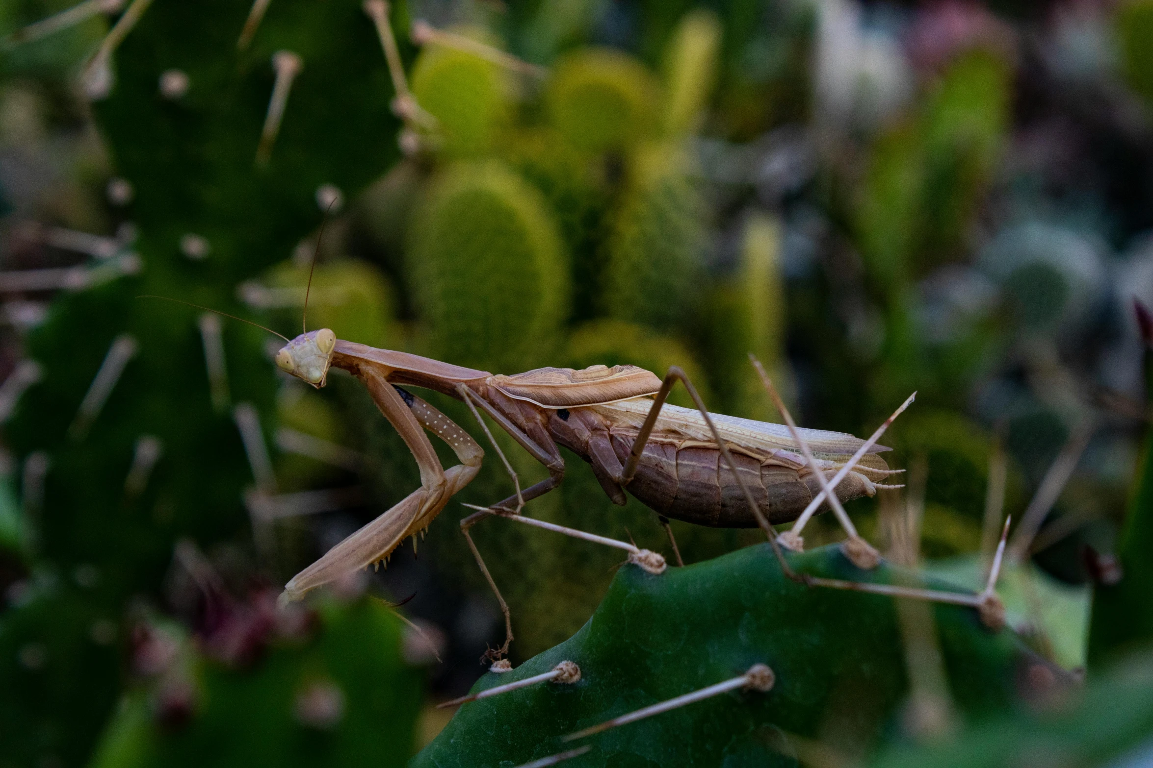 a close up of a locus on a plant