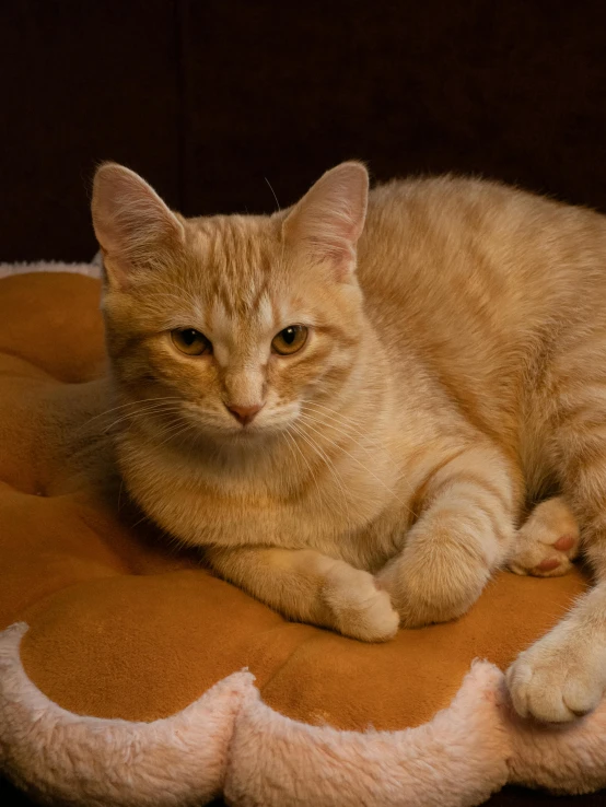 a brown cat is laying down on a rug