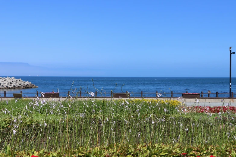 an empty street by the ocean with red and white flowers