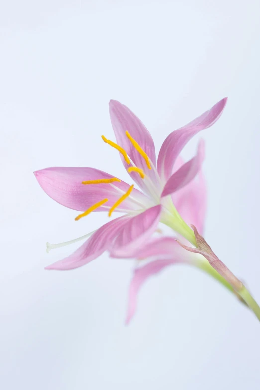 a single pink flower on the tip of its stem