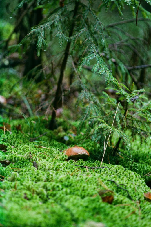 a mossy surface has a single red mushroom