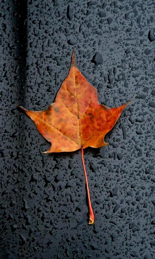 a single leaf laying on the ground