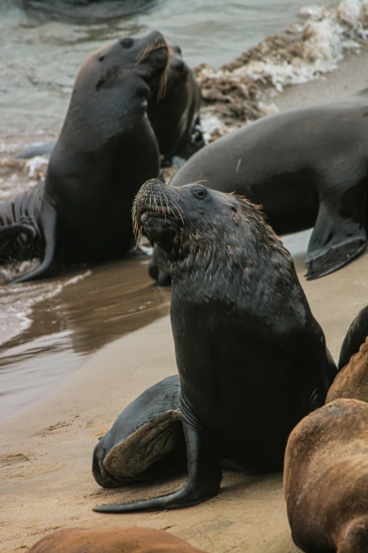 several large gray sea lions on a beach