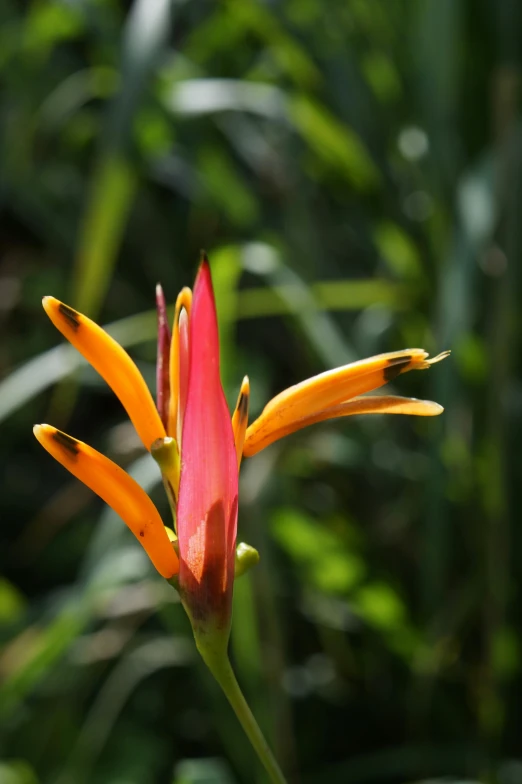 red and yellow flower with leaves in the background