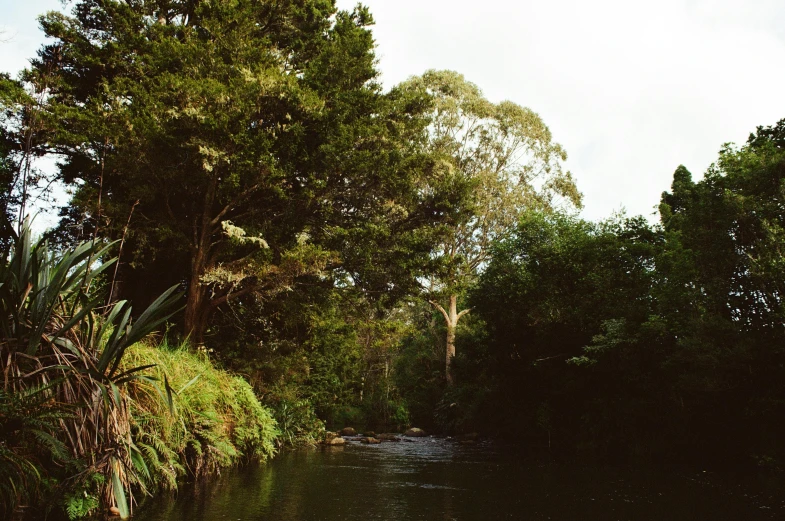 a narrow river with trees on both sides and a bench sitting at the edge