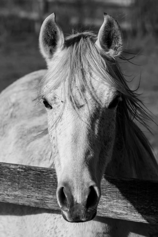 this is a picture of a horse looking out from behind a fence