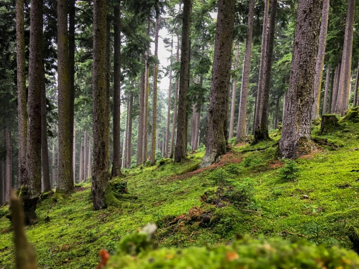 the woods and trees are very thick and green