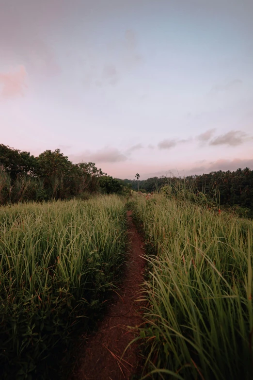 a dirt path winds through a grassy field at sunset