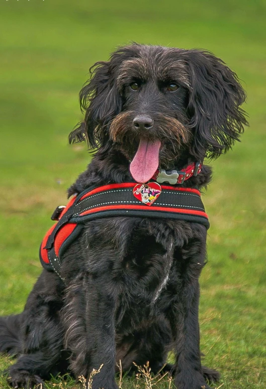 black dog with tongue out sitting on grass