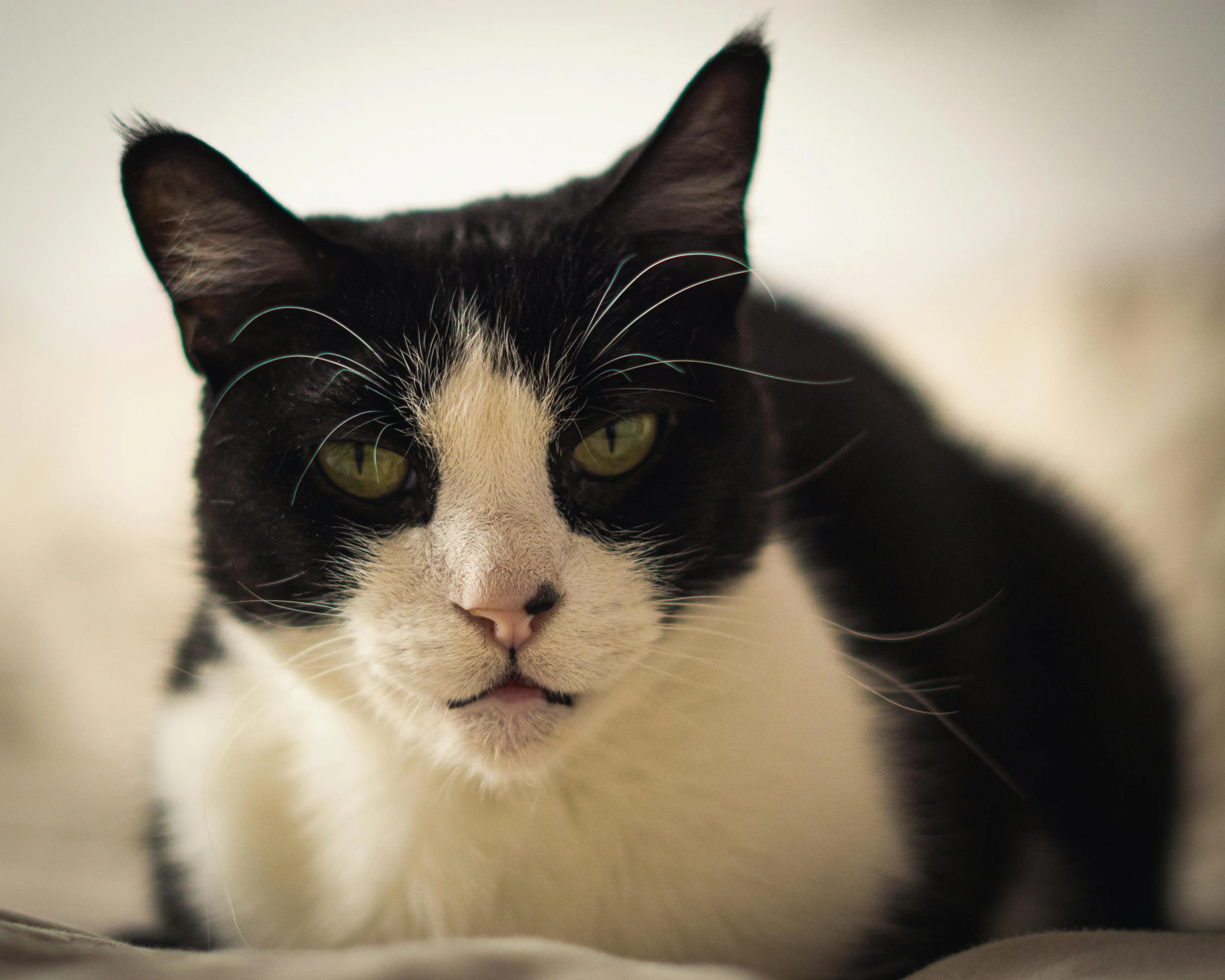 a close - up po of a cat, looking off into the distance