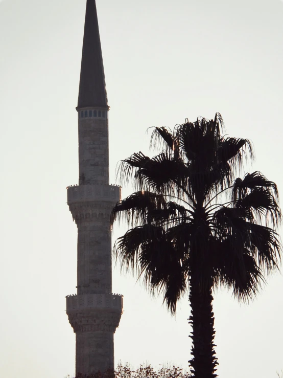 a palm tree and steeple of a large building