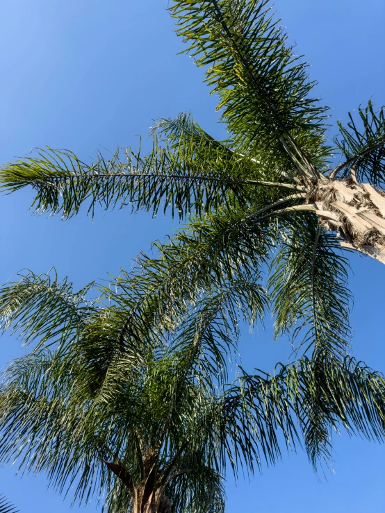 tall palm trees against a bright blue sky