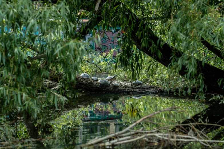 a group of birds laying on top of a log in a body of water