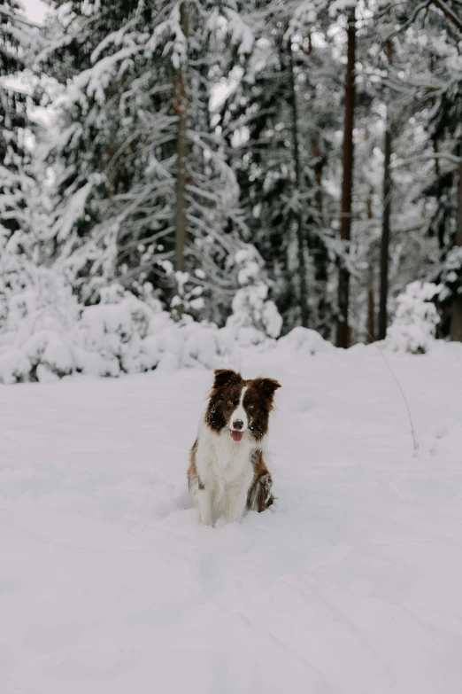 a small dog is standing in the snow