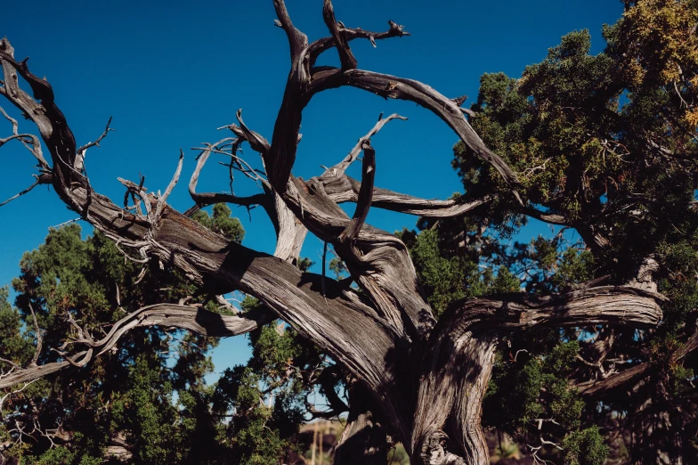 a very large tree surrounded by trees and blue sky