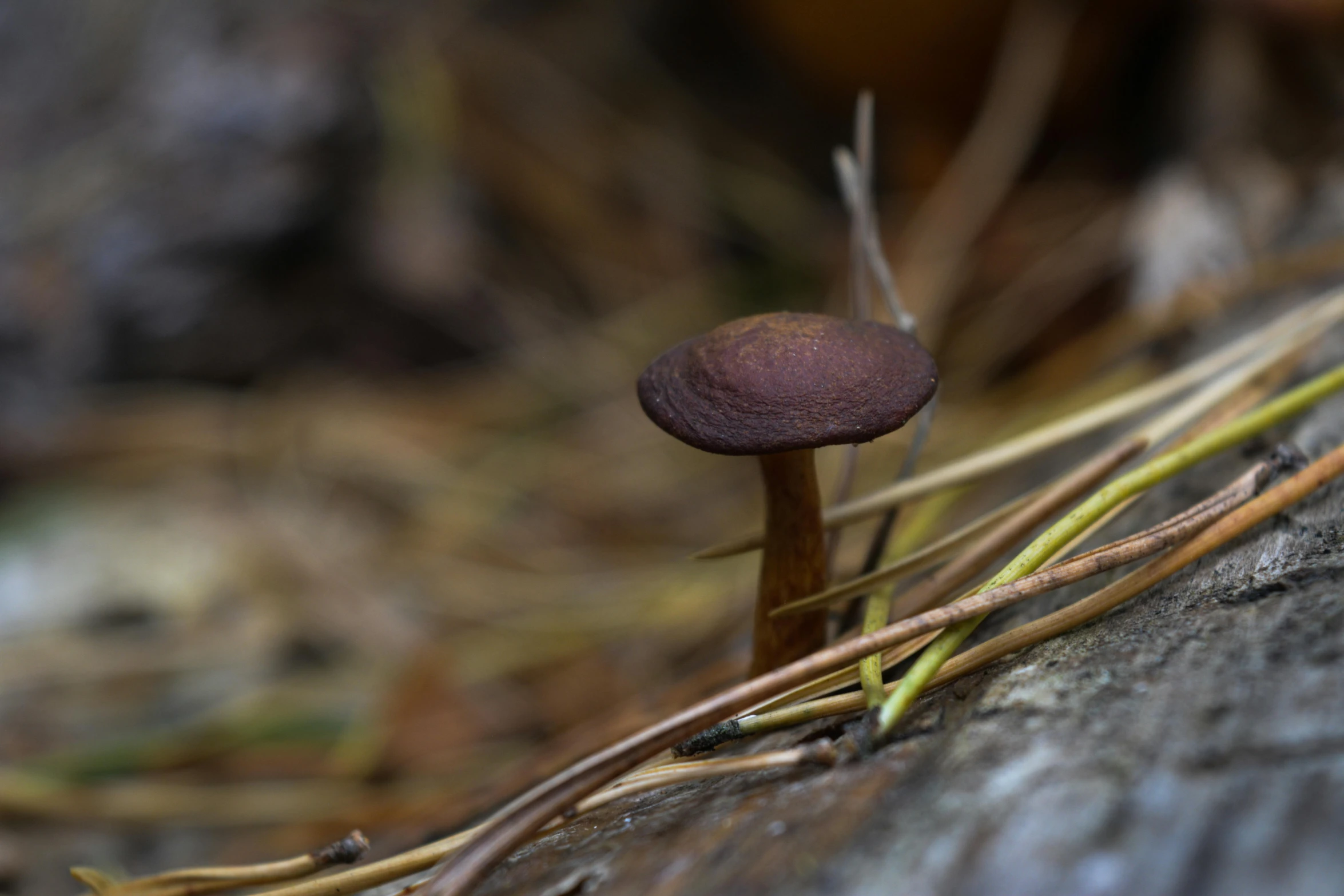 a tiny purple plant is on a log in the woods