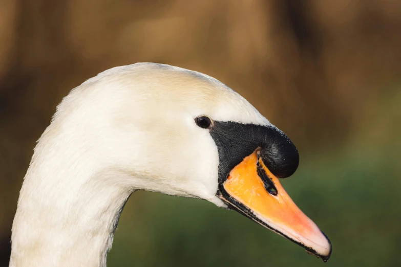 the face of a large white goose with orange beak