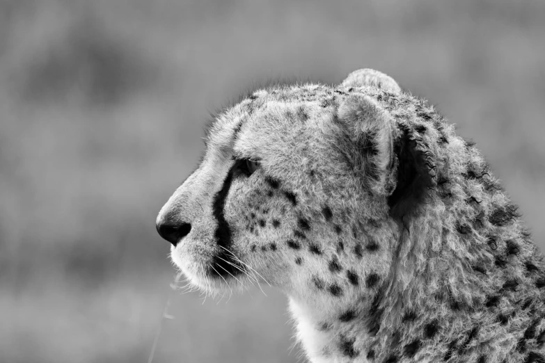 black and white pograph of a cheetah looking off into the distance