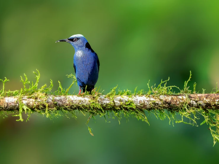 a bird sitting on top of a nch with moss