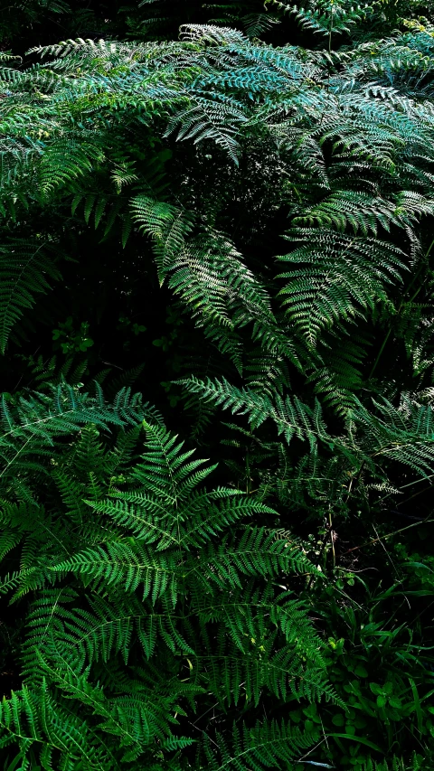 a group of leaves are lit up on the ground