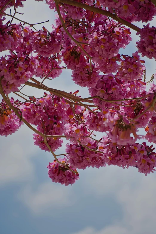 this is a picture of a nch with pink flowers