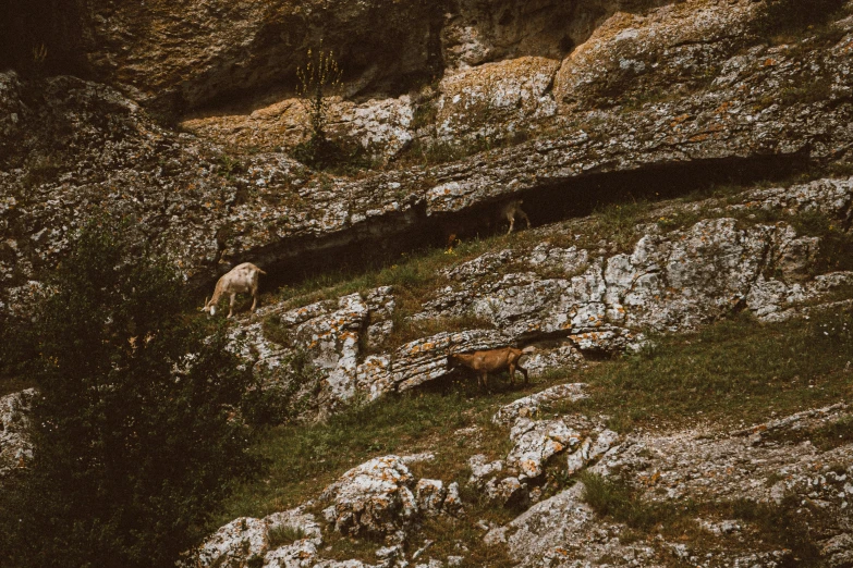 two sheep in an area that is very rocky and grassy