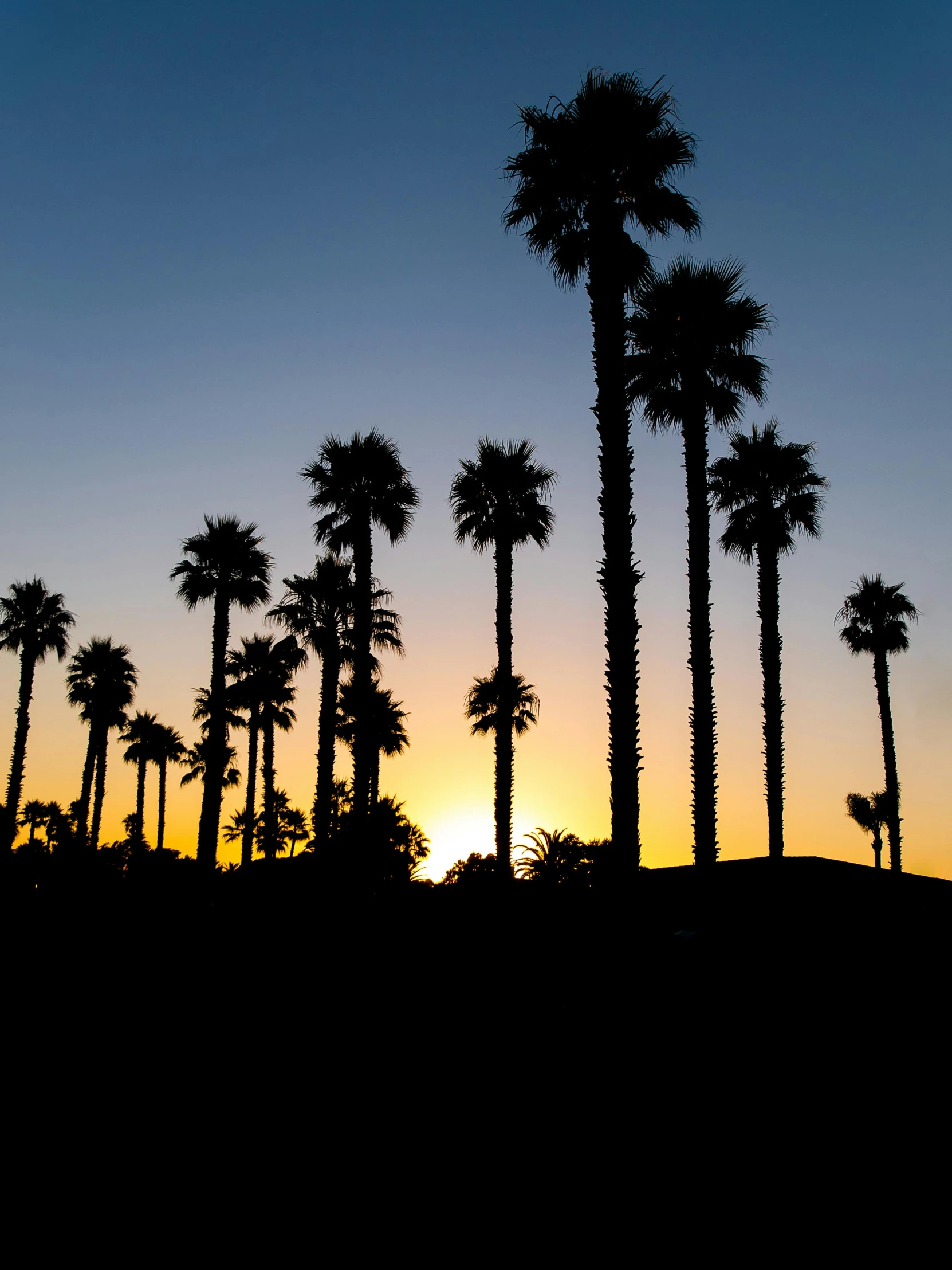 some trees are silhouetted against the sky