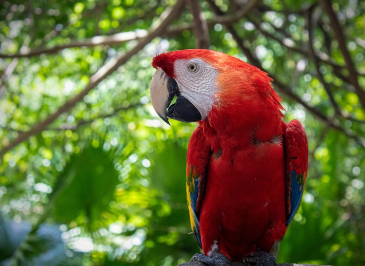 a parrot is perched in a tree