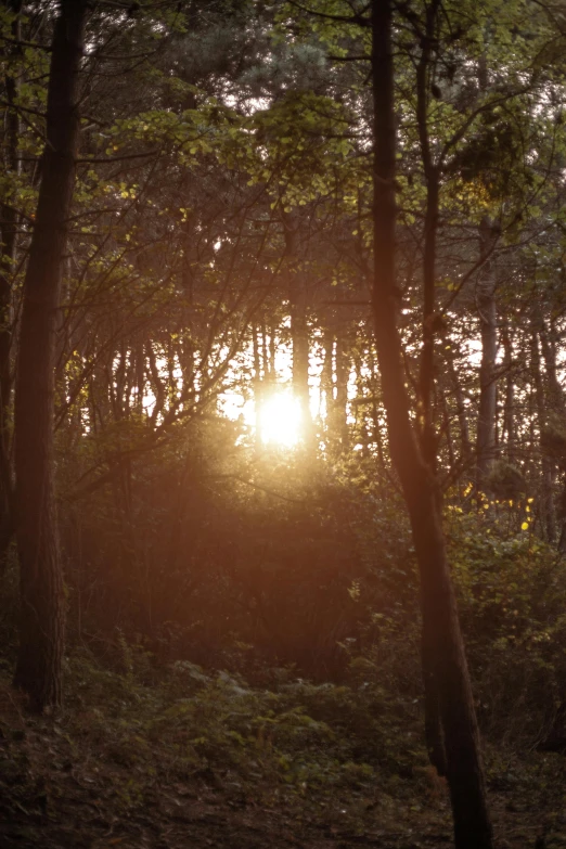 the sun is shining through the trees at dusk