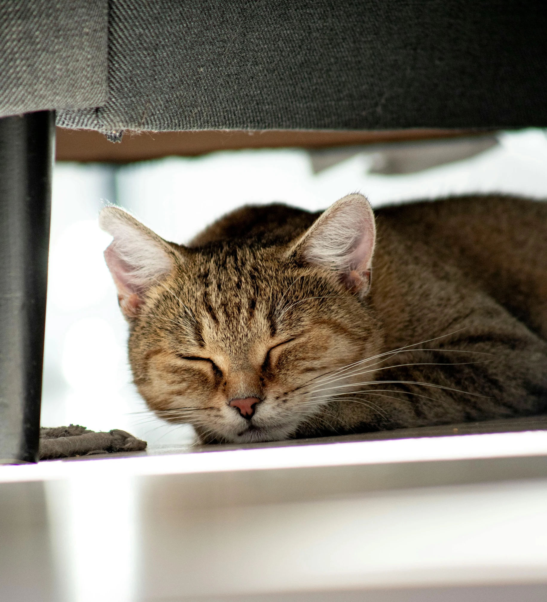 a cat is asleep on the counter of a desk