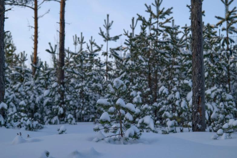 several trees covered in snow, and one is tall