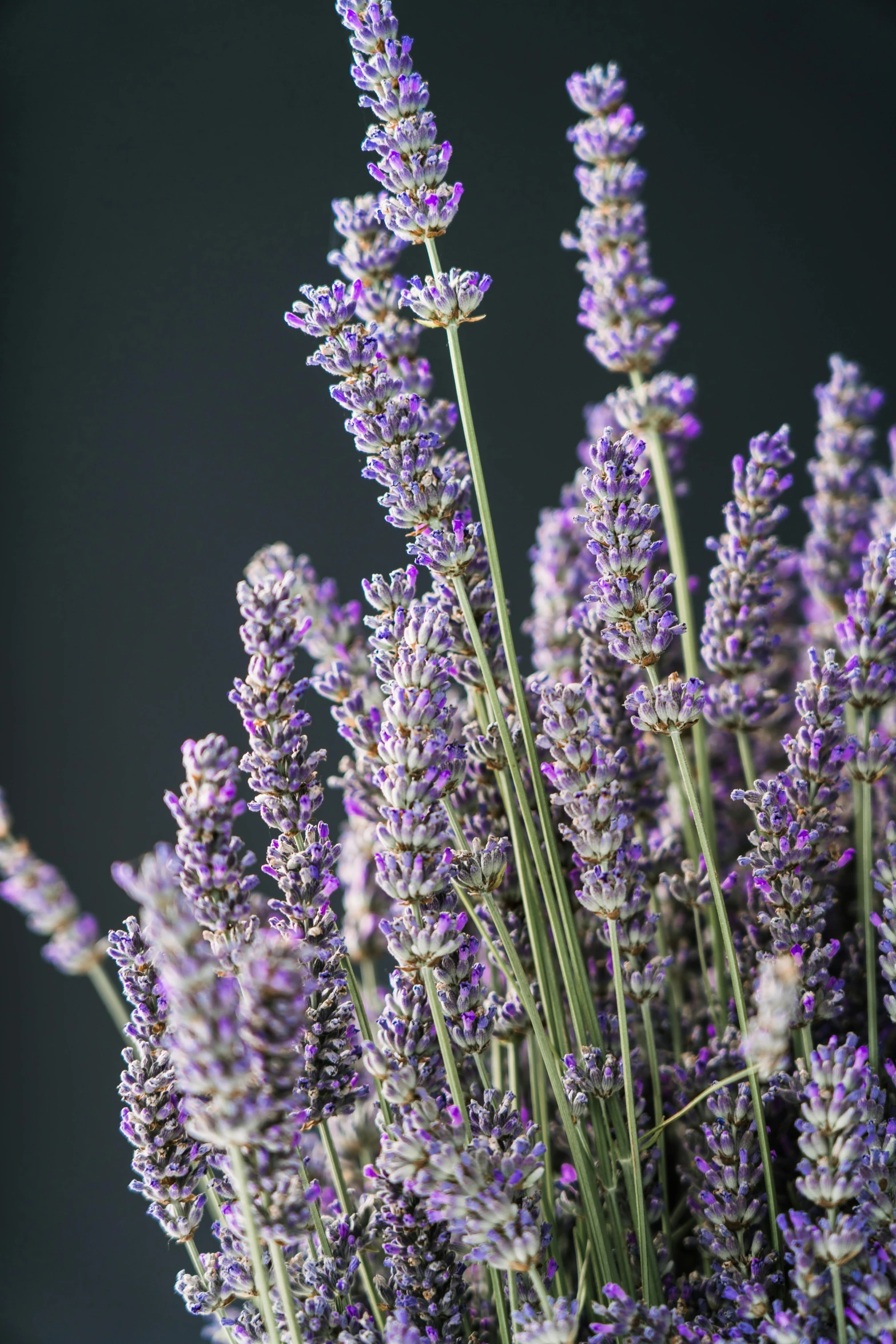 the purple flowers are in bloom against the black background