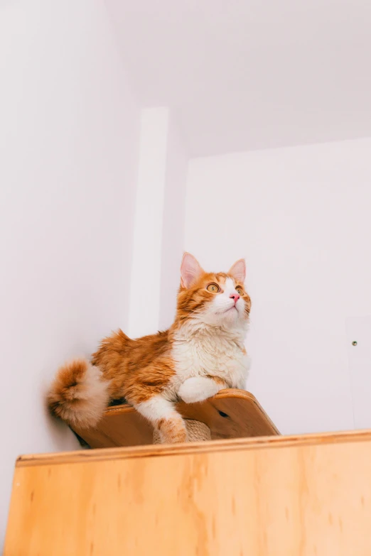 a large orange and white cat sitting on top of a counter