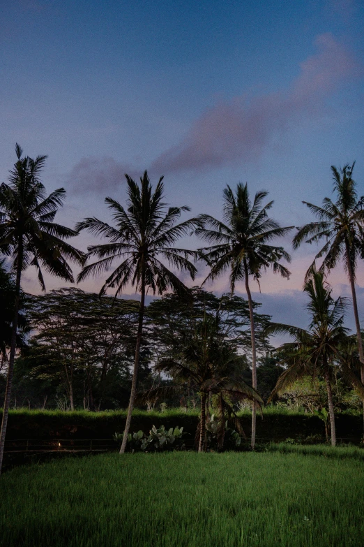 many coconut trees and green grass in a park