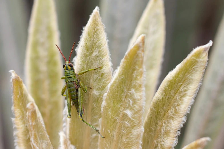 a large green insect with black eyes standing on a leaf