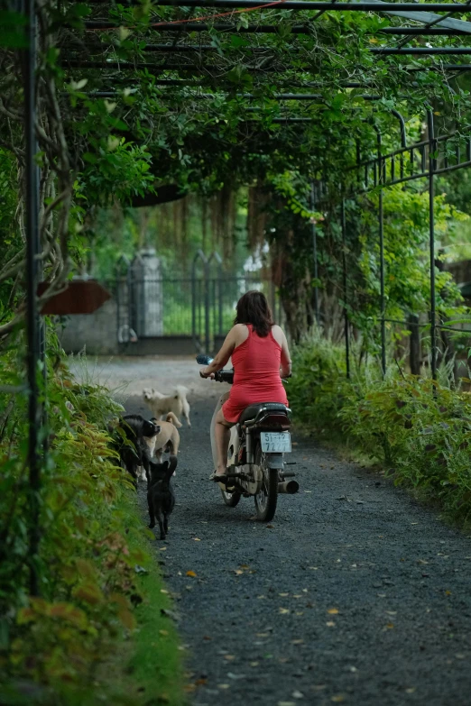 a woman on a motorcycle with two cows
