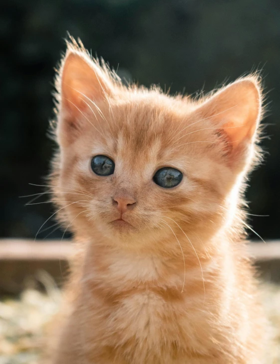 a brown kitten with blue eyes sitting in the dirt