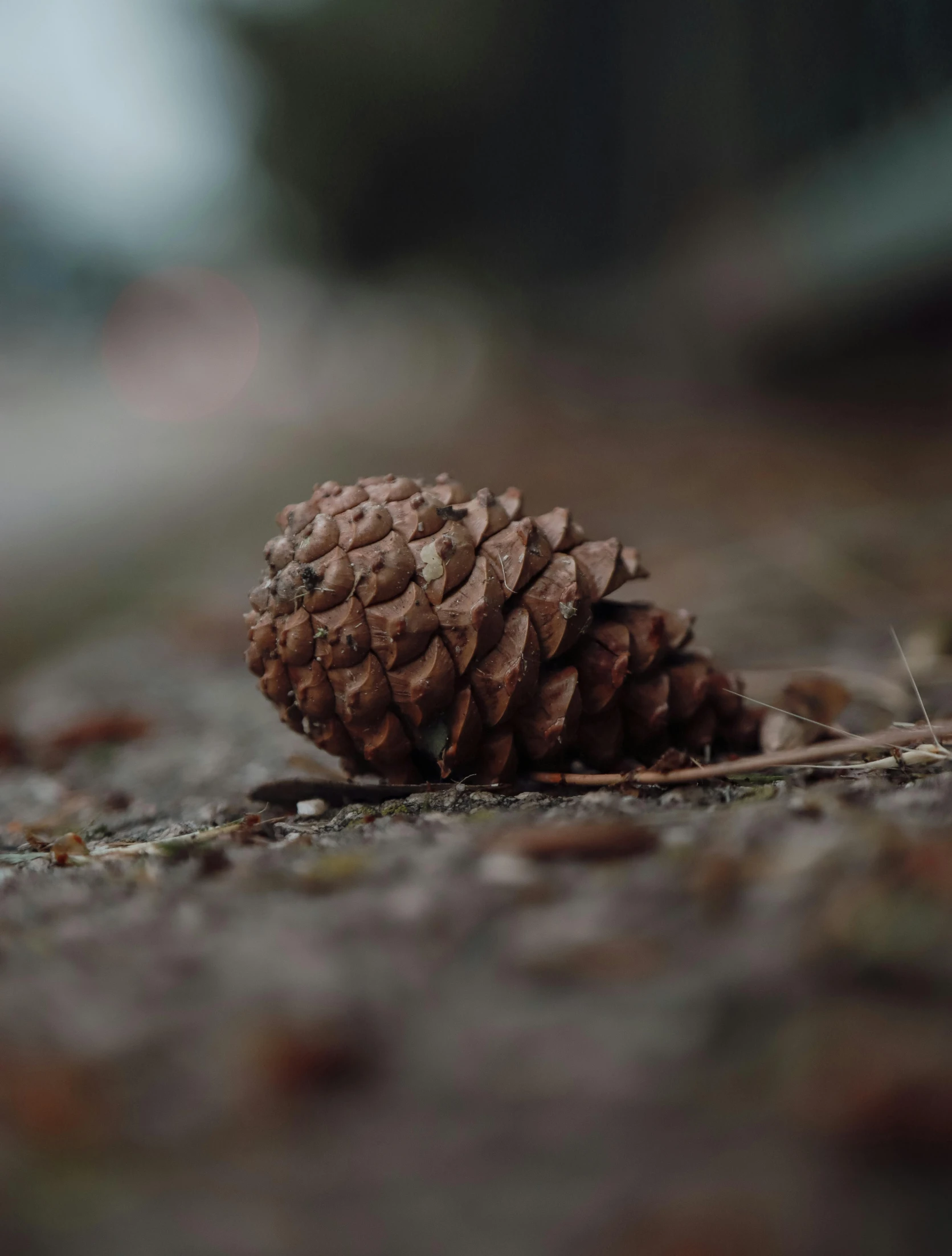 a pine cone that is on the ground