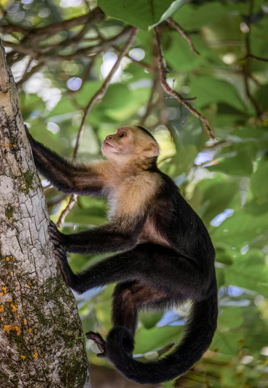 a monkey sits on a tree limb in the rainforest