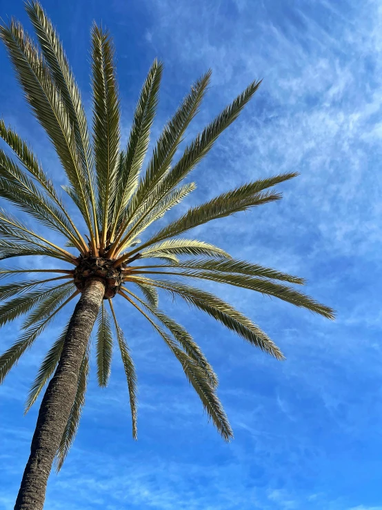 a palm tree with leaves extending out into the sky