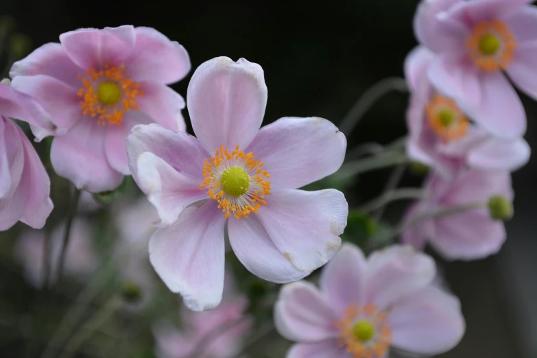 small pink flowers with orange centers bloom in a garden