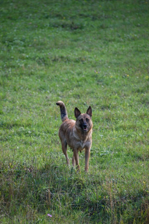 dog standing alone in grassy field with open mouth