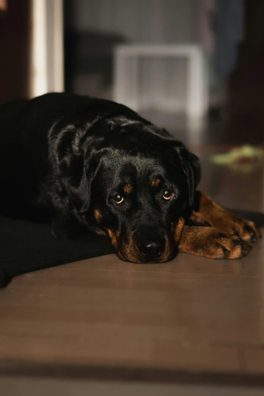 a dog lies on the floor by itself