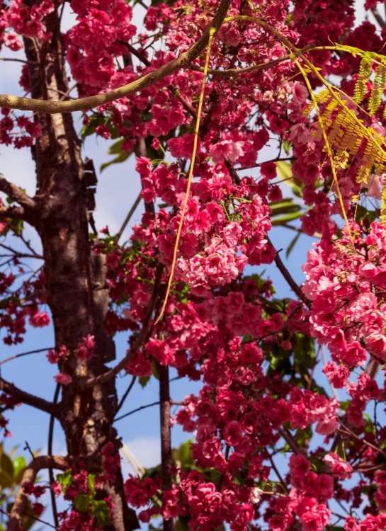 the top half of a flowering tree with pink flowers