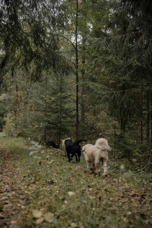 some goats are walking through the tall forest