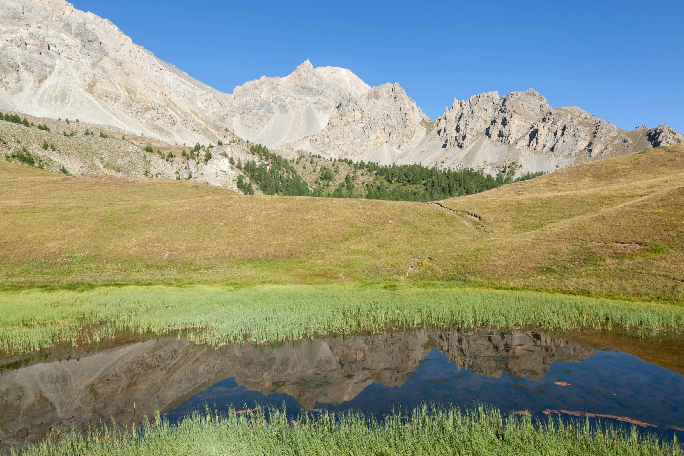 a pond with some plants in it next to the mountains